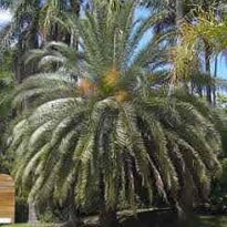 Plantas de A a Z por Nome Popular 45 phoenix canariensis