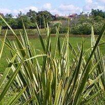 phormium tenax