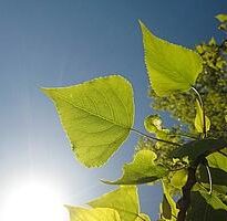 Plantas de A a Z por Nome Popular 40 populus nigra