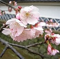 Plantas de A a Z por Nome Popular 29 prunus serrulata