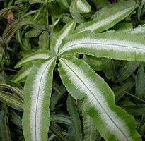 Plantas de A a Z por Nome Popular 4 pteris cretica