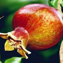 punica granatum