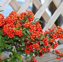 pyracantha coccinea