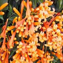 Plantas de A a Z por Nome Popular 52 pyrostegia venusta