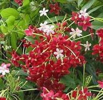quisqualis indica