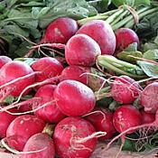 24 hortaliças para plantar no Outono 22 raphanus sativus