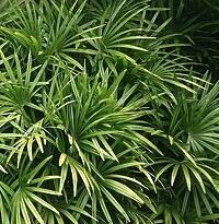 rhapis excelsa