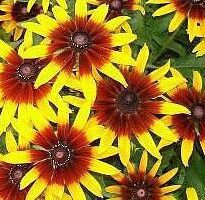 rudbeckia hirta