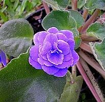 saintpaulia ionantha
