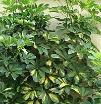 Plantas de A a Z por Nome Popular 36 schefflera arboricola