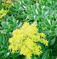 Plantas de A a Z por Nome Popular 4 sedum dendroideum