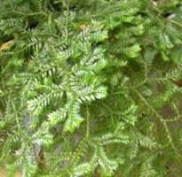 selaginella kraussiana