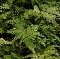 Plantas de A a Z por Nome Popular 19 selaginella umbrosa