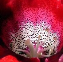 Plantas de A a Z por Nome Popular 25 sinningia speciosa