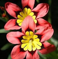sparaxis tricolor