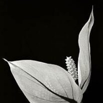 Plantas de A a Z por Nome Popular 27 spathiphyllum wallisi