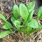 24 hortaliças para plantar no Outono 17 spinacia oleracea