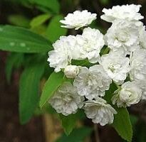 spirea cantoniensis