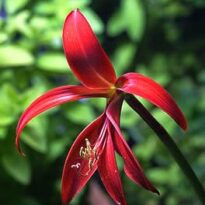 Plantas de A a Z por Nome Popular 26 sprekelia formosissima