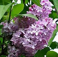 Plantas de A a Z por Nome Popular 18 syringa vulgaris