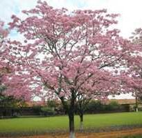 tabebuia impetiginosa
