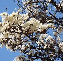 tabebuia roseo alba