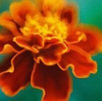 Plantas de A a Z por Nome Popular 44 tagetes patula