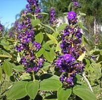 Plantas de A a Z por Nome Popular 28 tibouchina grandiflora