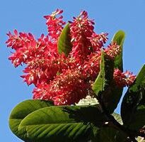 triplaris brasiliana