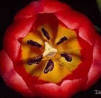 tulipa hybrida