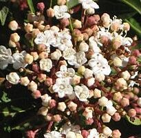 Plantas de A a Z por Nome Popular 8 viburnum tinus1