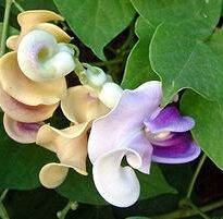 Plantas de A a Z por Nome Popular 4 vigna caracalla