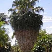 Plantas de A a Z por Nome Popular 50 washingtonia filifera