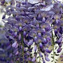 Plantas de A a Z por Nome Popular 22 wisteria sp