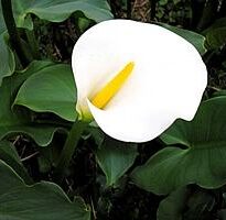 zantedeschia aethiopica