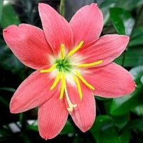 Plantas de A a Z por Nome Popular 32 zephyranthes sp