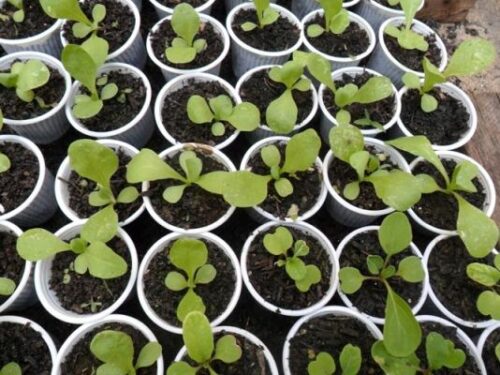 Mudas prontas para transplante, já com duas folhas verdadeiras.