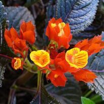 Plantas de A a Z por Nome Popular 32 Chrysothemis pulchella2100286255