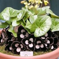 Plantas de A a Z por Nome Popular 8 asarum maximum