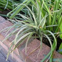 Plantas de A a Z por Nome Popular 36 liriope spicata