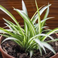 Clorofito (Chlorophytum commosum)
