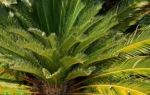 Cycas revoluta