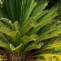 Cycas revoluta