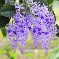 Petrea volubilis