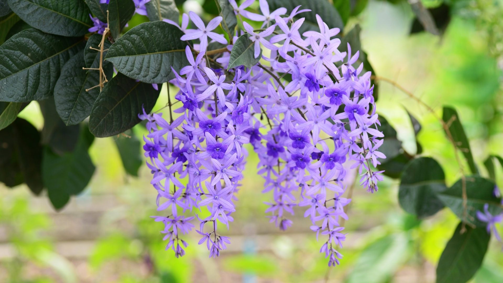 Petrea volubilis