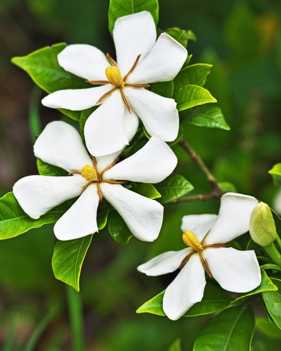 Gardenia jasminoides de flores simples
