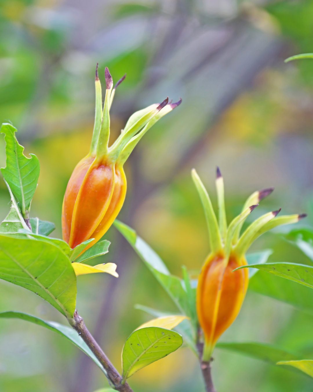 Frutos de la Gardenia.