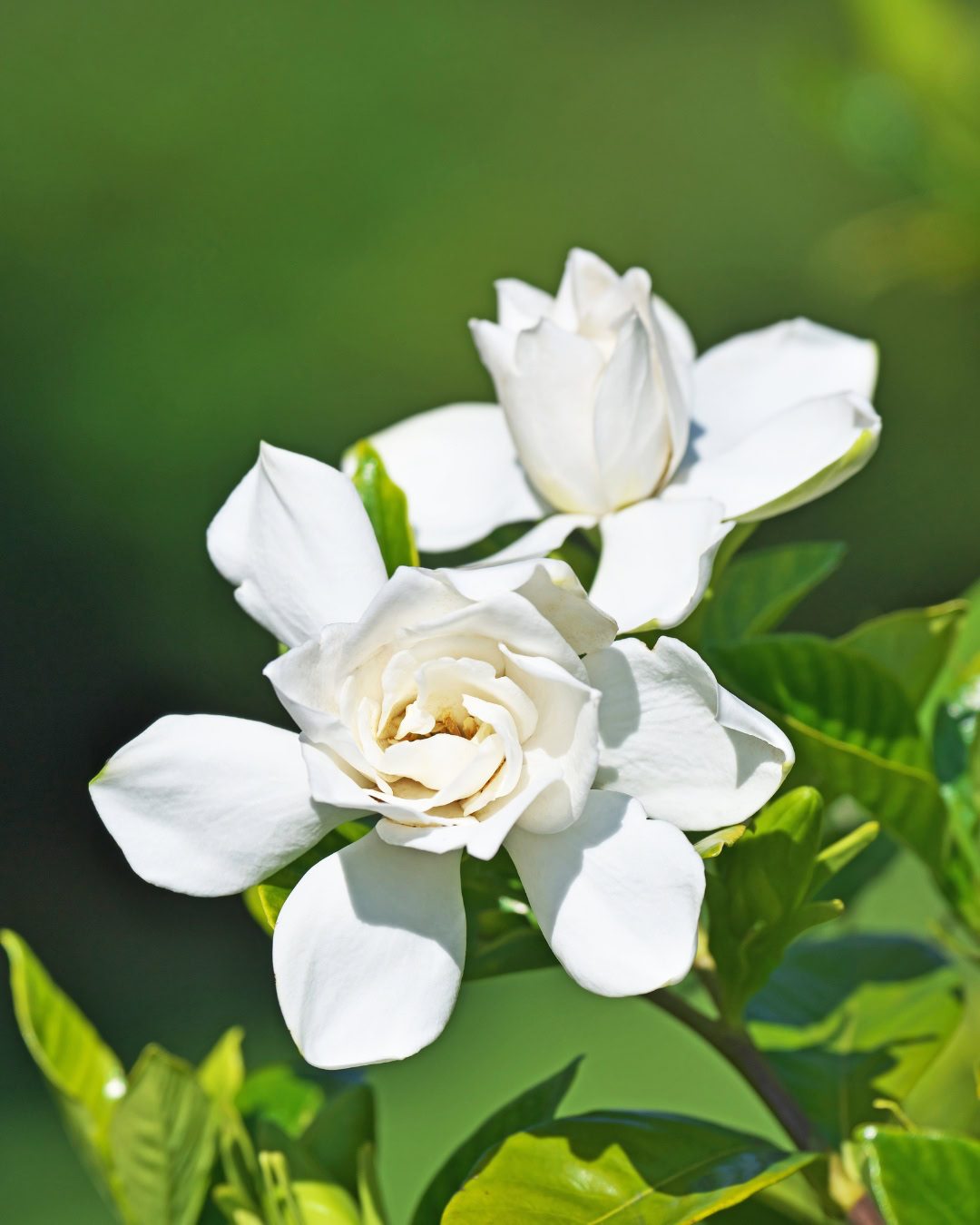 Gardenia jasminoides