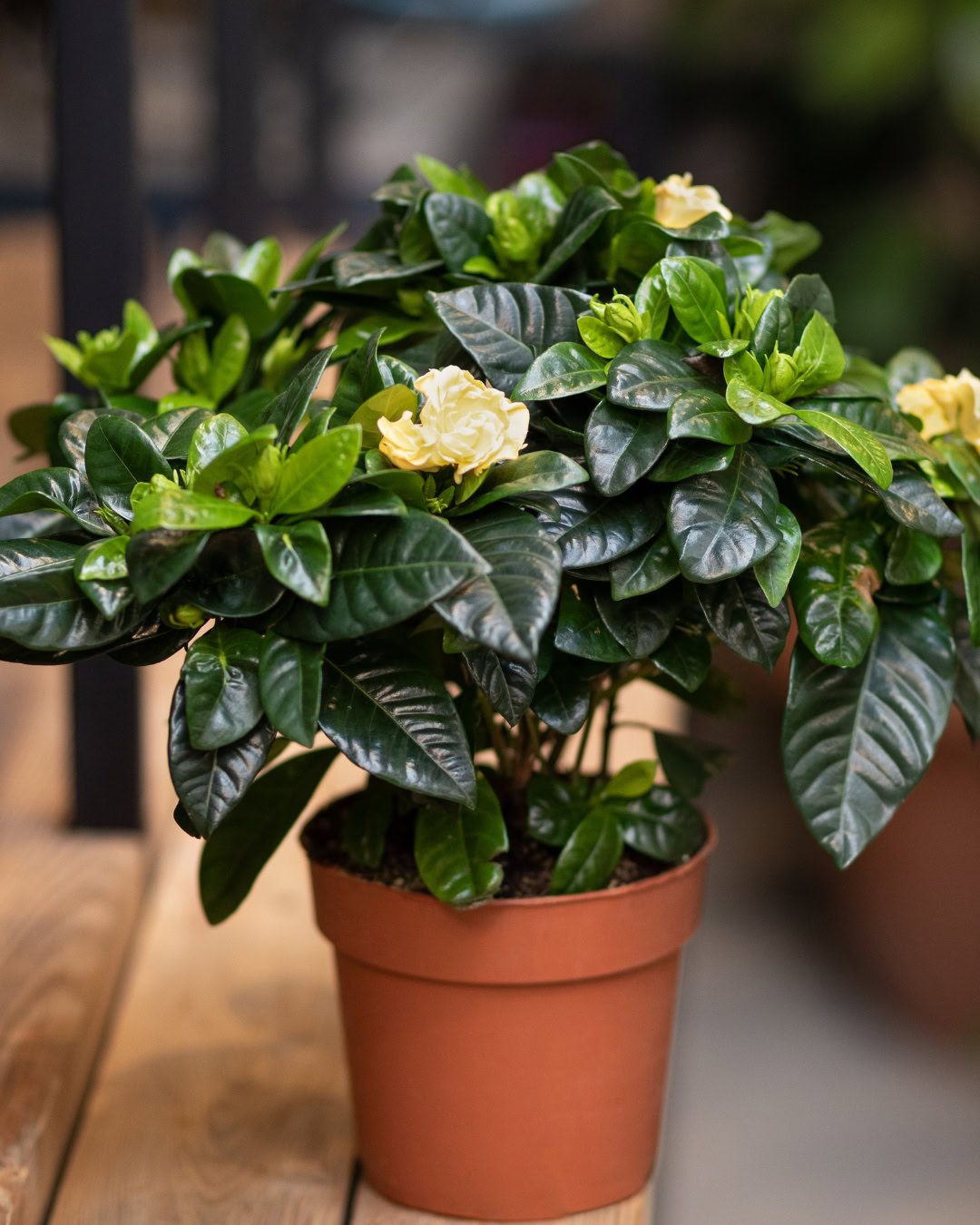 Gardenia en maceta