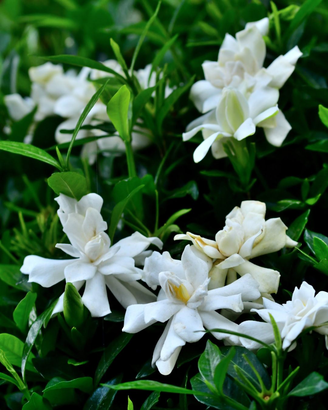 Gardenia jasminoides doble